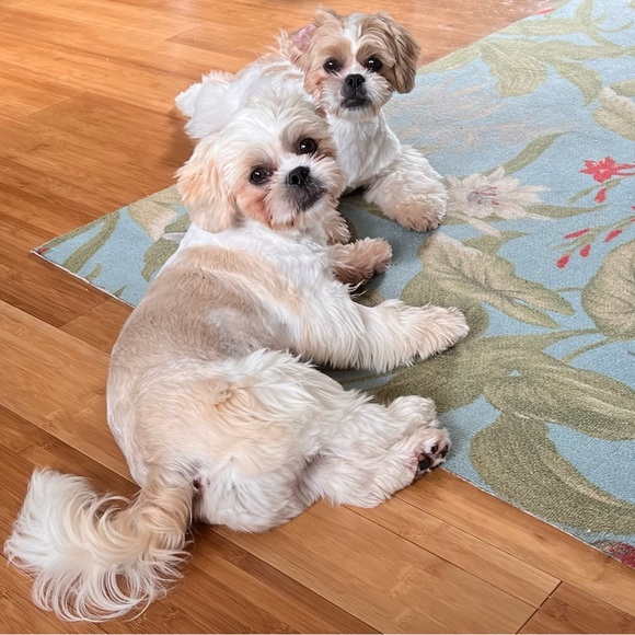 Meet your Posher, Pepper …and my three precious fur babies, Koa, Zeke & Otis! ♥️ - Picture 2 of 4